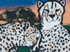 Cheetahs